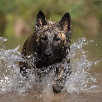 chien Berger hollandais Fauve Bringé ROLEX NEW WAVE DU MONT BRABANT Elevage du Mont Brabant chien Berger hollandais Fauve Bringé ROLEX NEW WAVE DU MONT BRABANT Elevage du Mont Brabant