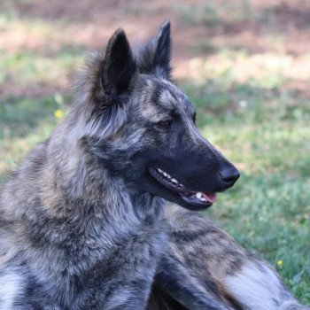 chien Berger hollandais Fauve Bringé ROLEX NEW WAVE DU MONT BRABANT Elevage du Mont Brabant chien Berger hollandais Fauve Bringé ROLEX NEW WAVE DU MONT BRABANT Elevage du Mont Brabant
